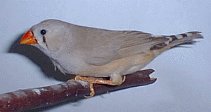fawnhen1